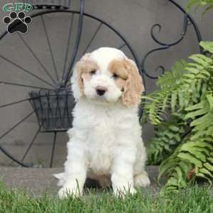 Grayson, Cockapoo Puppy
