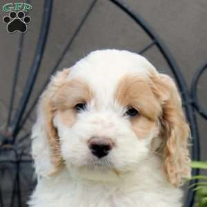Grayson, Cockapoo Puppy