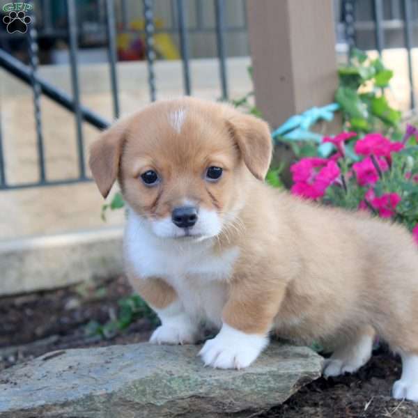 Greg, Pembroke Welsh Corgi Puppy