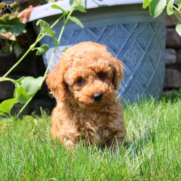 Greg, Havapoo Puppy