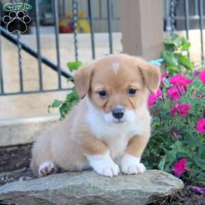 Greg, Pembroke Welsh Corgi Puppy