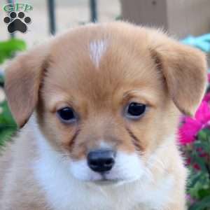 Greg, Pembroke Welsh Corgi Puppy