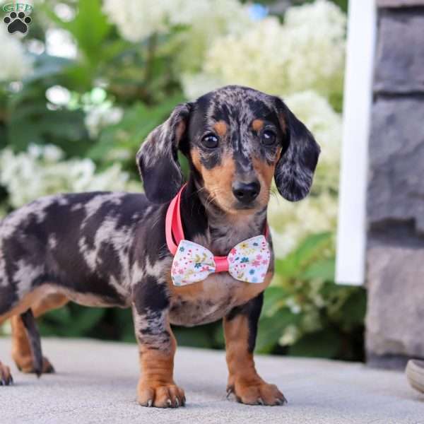 Greta, Dachshund Puppy