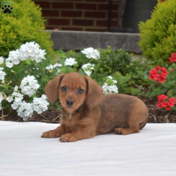 Grits-Mini, Dachshund Puppy