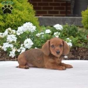 Grits-Mini, Dachshund Puppy