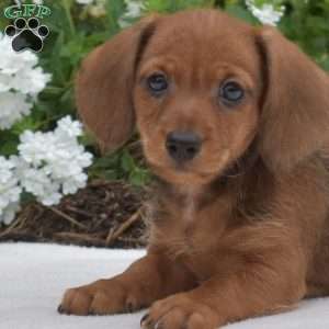 Grits-Mini, Dachshund Puppy