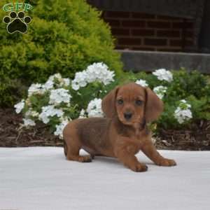 Grits-Mini, Dachshund Puppy