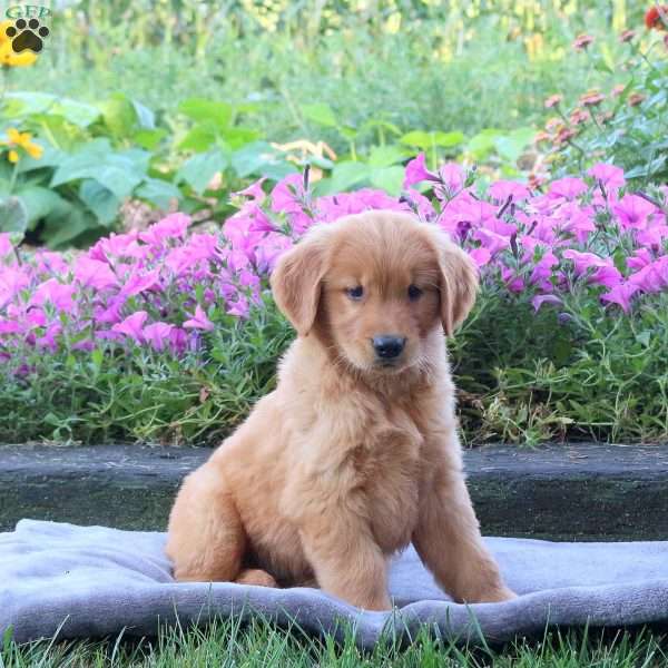 Grizzly, Golden Retriever Puppy