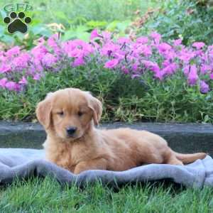 Grizzly, Golden Retriever Puppy