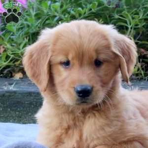 Grizzly, Golden Retriever Puppy