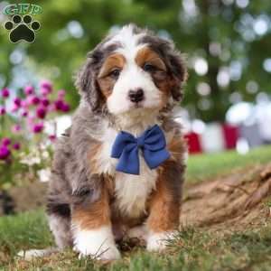 Grover, Mini Bernedoodle Puppy