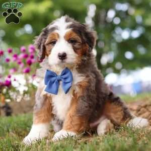 Grover, Mini Bernedoodle Puppy