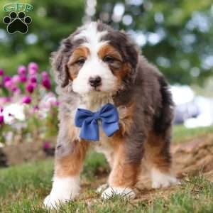 Grover, Mini Bernedoodle Puppy