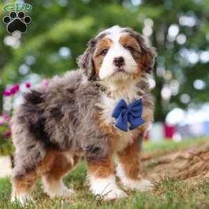 Grover, Mini Bernedoodle Puppy