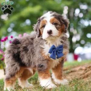 Grover, Mini Bernedoodle Puppy