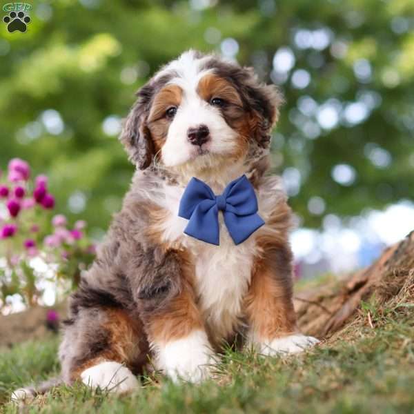 Grover, Mini Bernedoodle Puppy