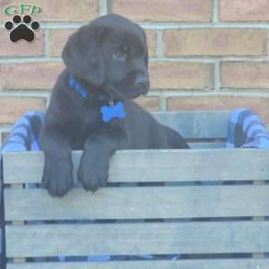 Grover, Black Labrador Retriever Puppy