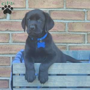 Grover, Black Labrador Retriever Puppy