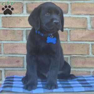 Grover, Black Labrador Retriever Puppy