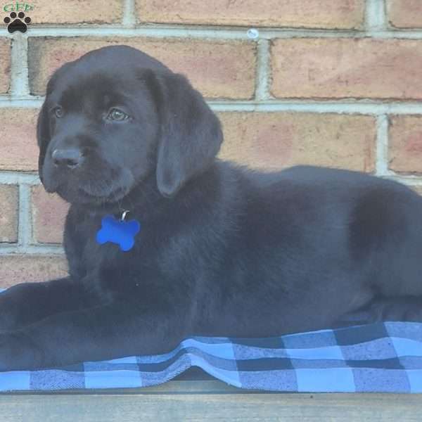 Grover, Black Labrador Retriever Puppy