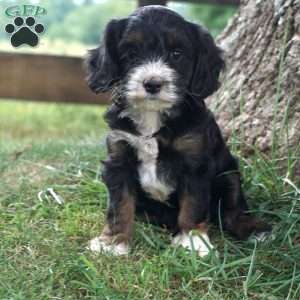 Guin, Cockapoo Puppy
