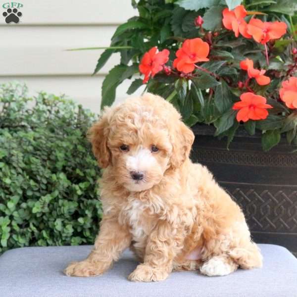 Guliver, Bich-Poo Puppy