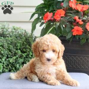 Guliver, Bich-Poo Puppy