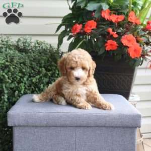 Guliver, Bich-Poo Puppy