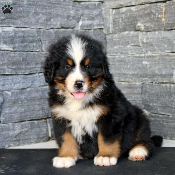 Gunther, Bernese Mountain Dog Puppy