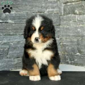 Gunther, Bernese Mountain Dog Puppy