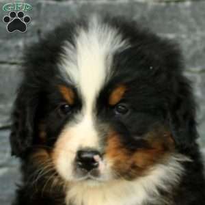 Gunther, Bernese Mountain Dog Puppy