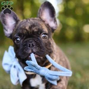 Gus, French Bulldog Puppy