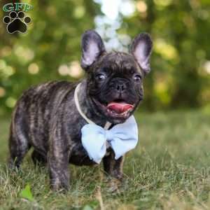Gus, French Bulldog Puppy