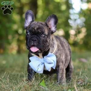 Gus, French Bulldog Puppy