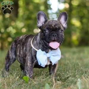 Gus, French Bulldog Puppy