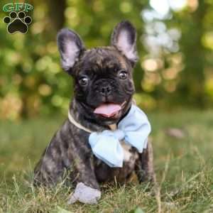 Gus, French Bulldog Puppy