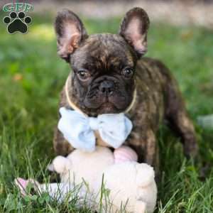 Gus, French Bulldog Puppy