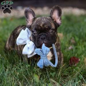 Gus, French Bulldog Puppy