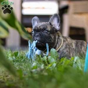 Gus, French Bulldog Puppy