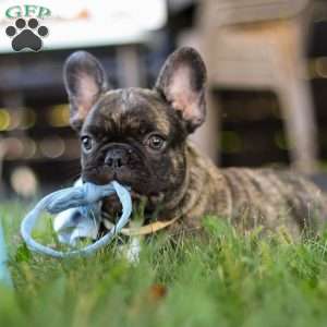 Gus, French Bulldog Puppy