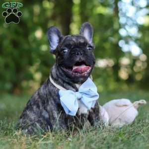 Gus, French Bulldog Puppy