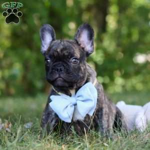 Gus, French Bulldog Puppy
