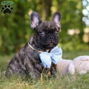 Gus, French Bulldog Puppy