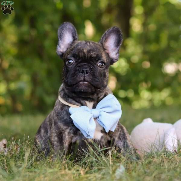 Gus, French Bulldog Puppy