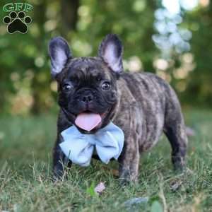 Gus, French Bulldog Puppy