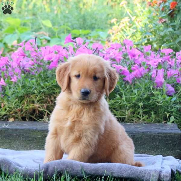 Gus, Golden Retriever Puppy