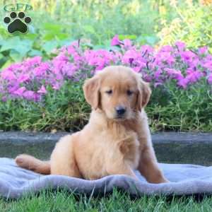 Gus, Golden Retriever Puppy