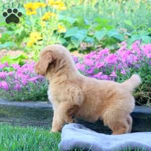 Gus, Golden Retriever Puppy