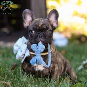 Gus, French Bulldog Puppy