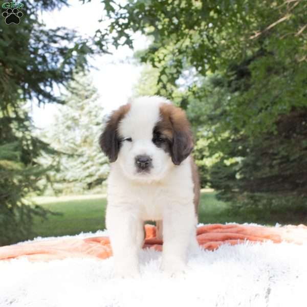 Opal, Saint Bernard Puppy